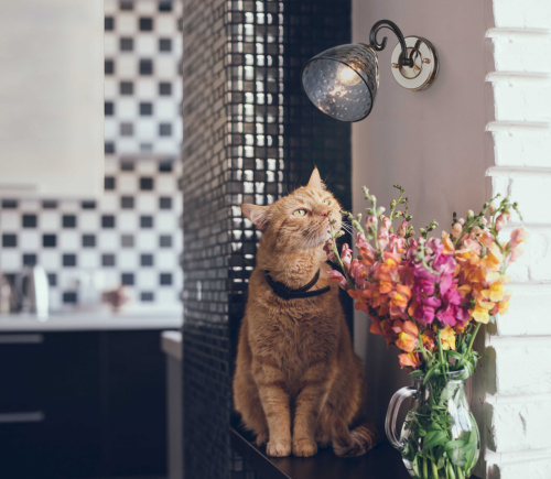 Бра De City Клэр 463021901 фото 2