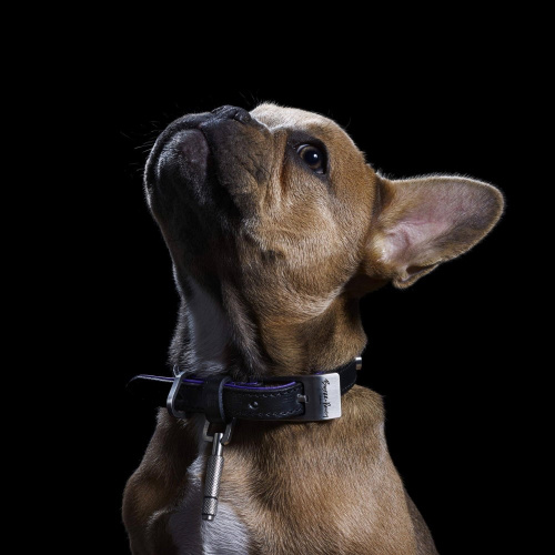 Ошейник Dog Collar Steel фото 5