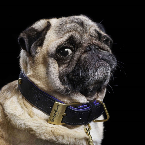 Ошейник Dog Collar Brass фото 5