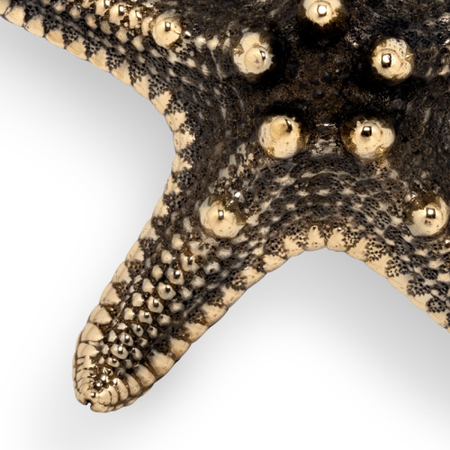 Ручка-кнопка Linckia Polished Brass фото 4