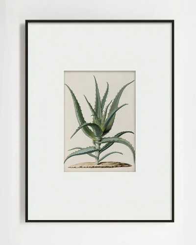 Интерьерный постер "Аloe"