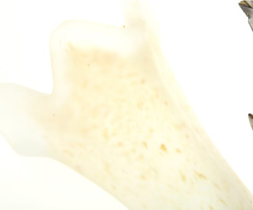 Бра 6577/A2 V2387 XP фото 3